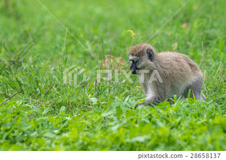 圖庫照片: vervet monkey or chlorocebus pygerythrus