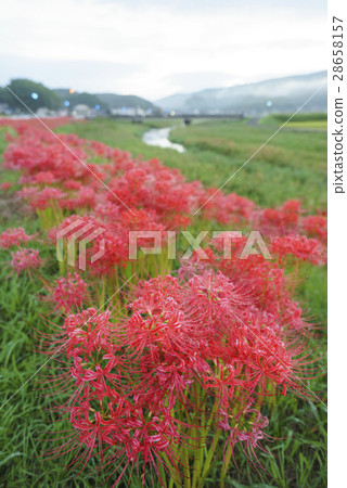 Kumamoto prefecture Miyagi machi Furusato Higanbana flower festival Kumamoto prefecture Earthquake damaged by the Kumamoto earthquake 500 kilometers of cluster amaryllis blooming along the Kiyama River can be enjoyed Kumamoto prefecture Miyagi machi Furusato Higanbana flower festival Kumamoto prefecture Earthquake damaged by the Kumamoto earthquake 500 kilometers of cluster amaryllis blooming along the Kiyama River can be enjoyed 28658157