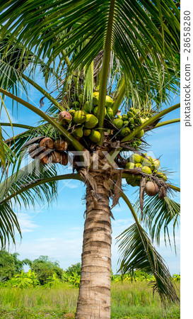 图库照片: coconut tree and coconuts on blue sky
