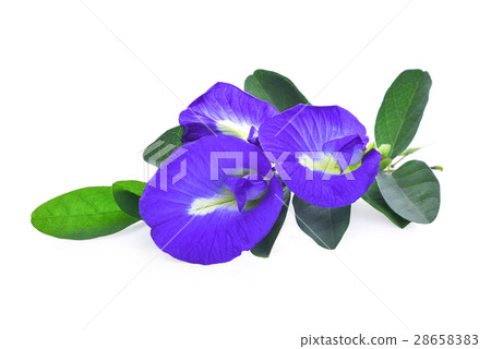 Clitoria ternatea or Aparajita flower isolated Clitoria ternatea or Aparajita flower isolated 28658383