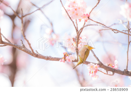 Spring has come! Collaboration between cherry and mezzo 28658909