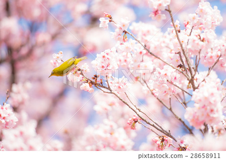 Spring has come! Collaboration between cherry and mezzo 28658911