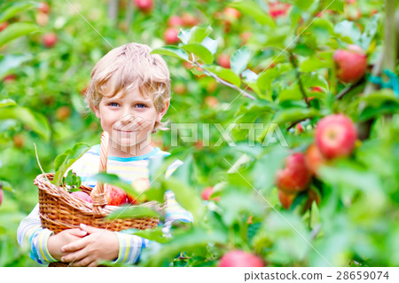 Little kid boy picking red apples on farm autumn Little kid boy picking red apples on farm autumn 28659074