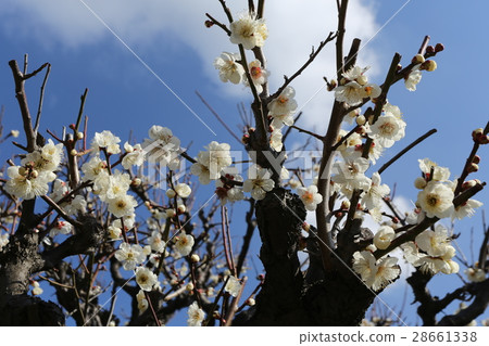 大阪城公園的梅林 28661338