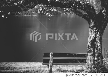 Wooden bench under blooming tree 28661711