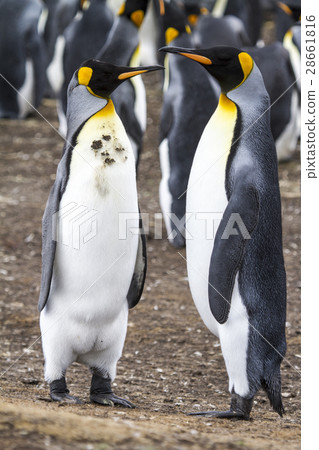 King Penguin 28661816