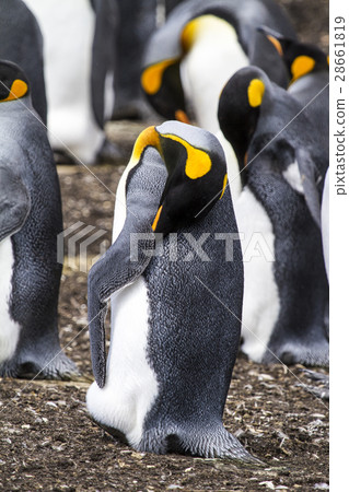 King Penguin 28661819