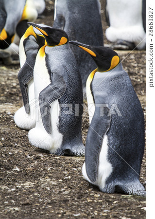 King Penguin 28661827