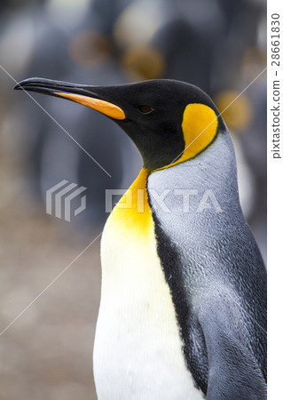 King Penguin King Penguin 28661830