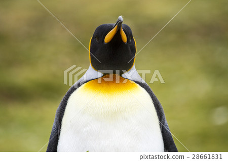 King Penguin 28661831