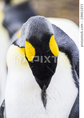 King Penguin 28661855