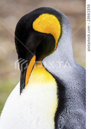 King Penguin 28661856