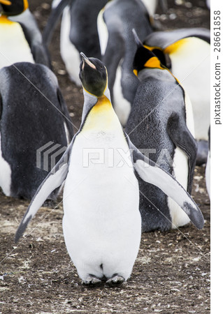 King Penguin 28661858