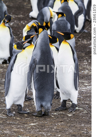 King Penguin 28661859