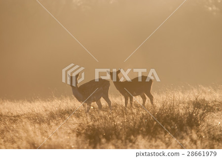 Wild deer going under yellow shining sunrise In the morning of Richmond Park 28661979
