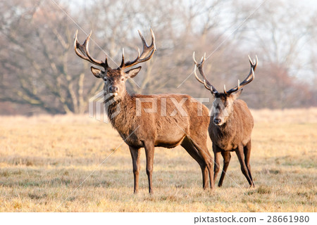 Two steppes in the steppes at Richmond Park Two steppes in the steppes at Richmond Park 28661980