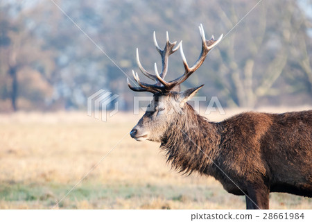 The profile of the staget standing in the meadow 28661984