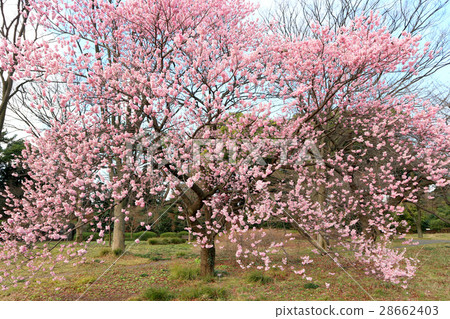 皇宮東花園的Tsubaki Kanzakura花（二月）東京都千代田區 28662403