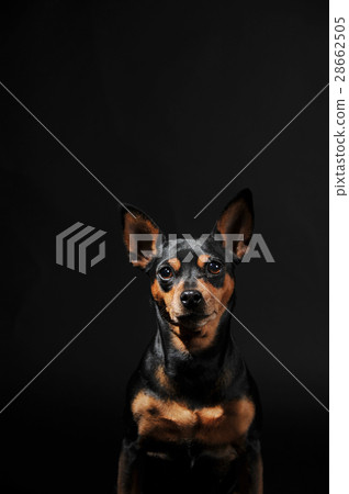 迷你杜賓犬 28662505