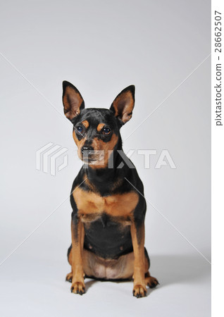 Miniature Pinscher 28662507