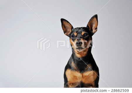 迷你杜賓犬 28662509
