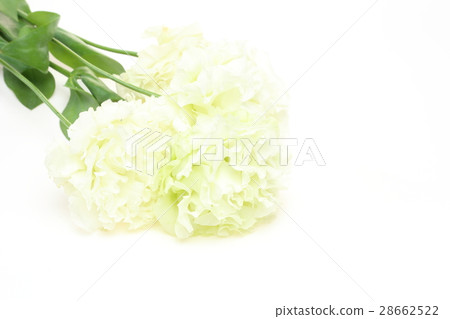  土耳其粉末 28662522