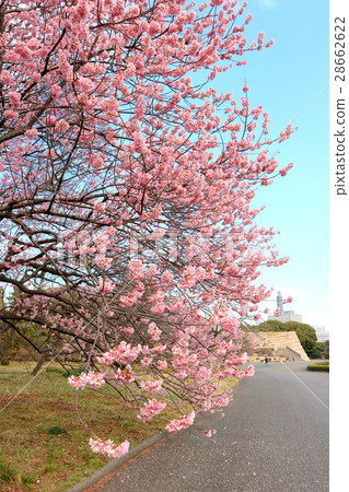 Tsubaki Kanzakura Flower of the East Gardens of the Imperial Palace (February) Chiyoda-ku, Tokyo 28662622