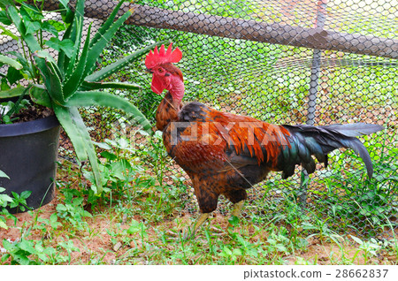 home rooster with bright plumage in a garden 28662837