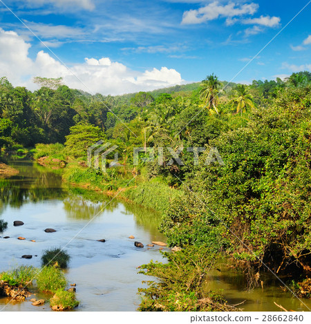 圖庫照片: tropical forest on the banks of the river