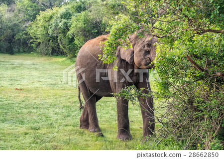 Elephant in tropical forest 28662850