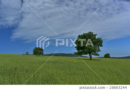 Spring field landscape Spring field landscape 28663244
