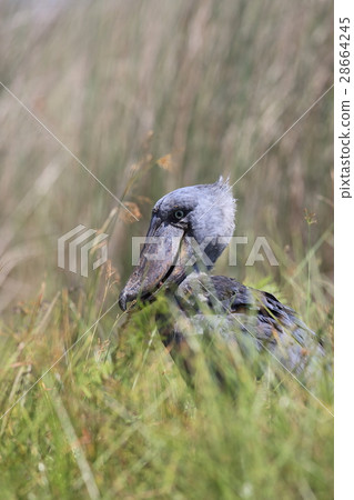 Wild Eaglewalk Wild Eaglewalk 28664245