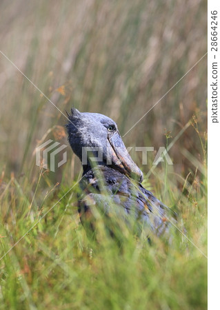 Wild Eaglewalk Wild Eaglewalk 28664246