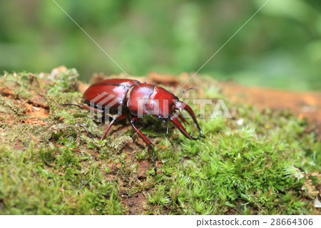 Yaeyama Nokogirikuwagata Yaeyama Nokogirikuwagata 28664306