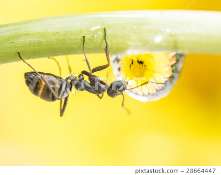 螞蟻和水滴和鮮花 螞蟻和水滴和鮮花 28664447