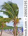 Coconut palms on the beach 28665295