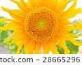Sunflower 28665296