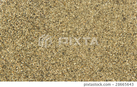 大西洋海帶:大西洋海帶 大西洋海帶:大西洋海帶 28665643