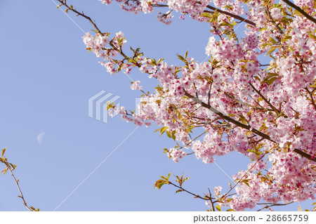 Kawazu Sakura Matsuda山 Kawazu Sakura Matsuda山 28665759