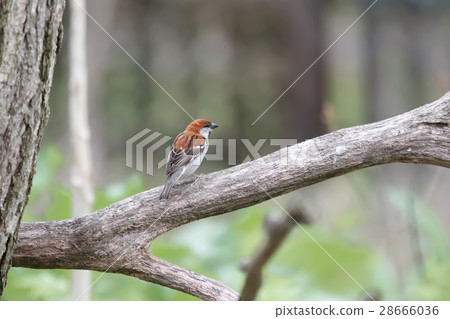 新年生日肉桂麻雀 28666036