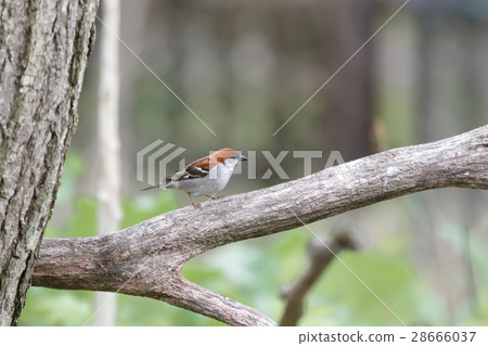 New Years Birthday Cinnamon Sparrow 28666037