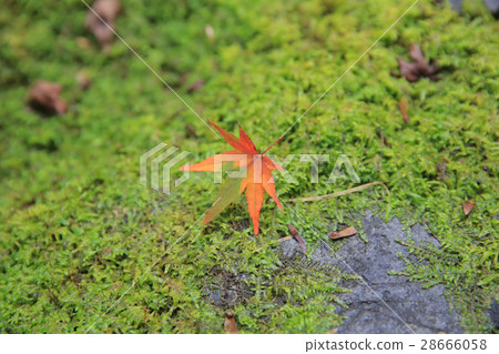 red maple leaf fall on green glass. red maple leaf fall on green glass. 28666058