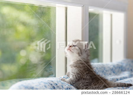 Kitten in cat cafe Kitten in cat cafe 28666124