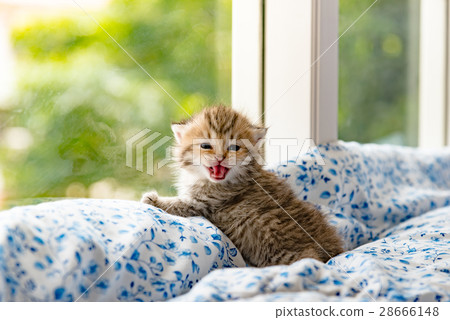 Kitten in cat cafe Kitten in cat cafe 28666148