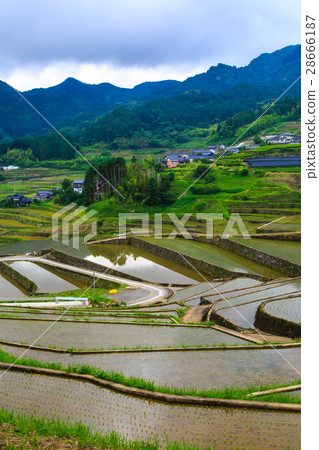 Oniki水稻梯田被淹沒了風景 Oniki水稻梯田被淹沒了風景 28666187