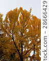 Gingko (ginkgo) 28666429