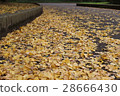 Gingko (ginkgo) 28666430
