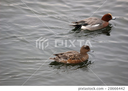 bird bird 28666442
