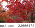 Autumn leaves 28666472