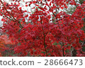 Autumn leaves 28666473